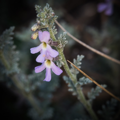 Jamesbrittenia pristisepala