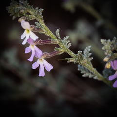 Jamesbrittenia pristisepala