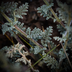 Jamesbrittenia pristisepala