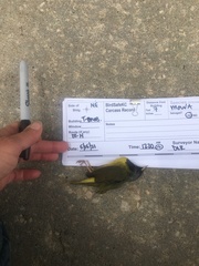 Geothlypis philadelphia