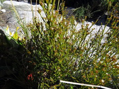 Thesium pseudovirgatum