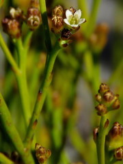 Thesium pseudovirgatum