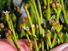 Thesium pseudovirgatum