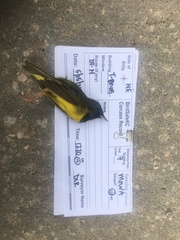 Geothlypis philadelphia