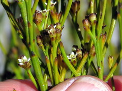 Thesium pseudovirgatum