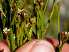 Thesium pseudovirgatum