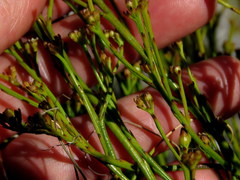 Thesium pseudovirgatum