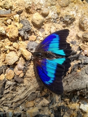 Prepona laertes octavia