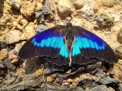 Prepona laertes octavia