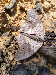 Prepona laertes octavia