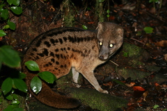 Fossa fossana