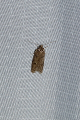 Semioscopis