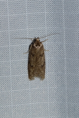Semioscopis