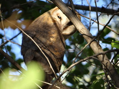 Tyto alba poensis