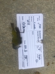 Leiothlypis peregrina