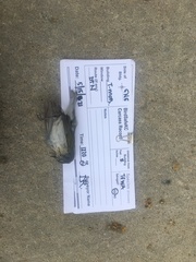 Leiothlypis peregrina