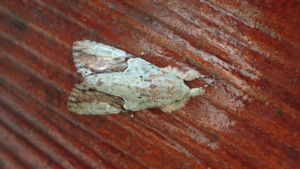 Stauropides persimilis