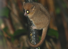 Microcebus rufus