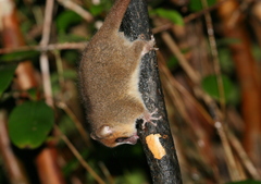 Microcebus rufus