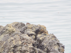 Arenaria melanocephala