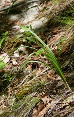 Anticlea elegans glauca