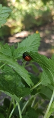 Chrysolina lutea
