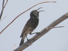 Cinnyris fuscus fuscus