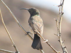 Cinnyris fuscus fuscus