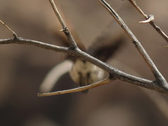 Cinnyris fuscus fuscus