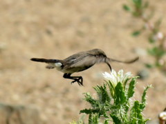 Cinnyris fuscus fuscus