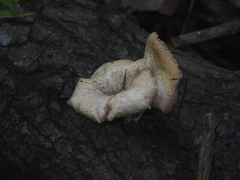 Lentinus squarrosulus