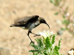 Cinnyris fuscus fuscus