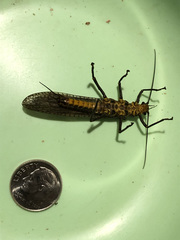 Pteronarcys pictetii