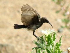 Cinnyris fuscus fuscus
