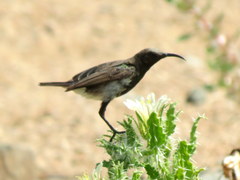 Cinnyris fuscus fuscus