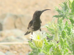 Cinnyris fuscus fuscus