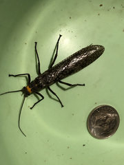 Pteronarcys pictetii