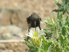 Cinnyris fuscus fuscus