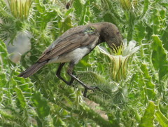 Cinnyris fuscus fuscus