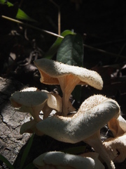 Lentinus squarrosulus