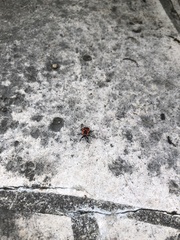 Pyrrhocoris apterus