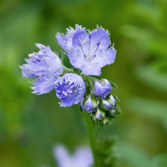 Phacelia purshii