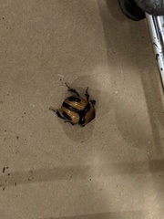 Bolbocerosoma confusum