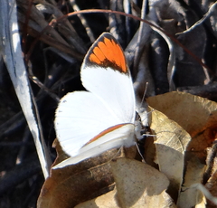 Colotis euippe omphale
