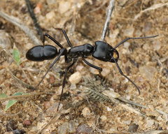 Dinoponera quadriceps