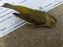 Leiothlypis peregrina