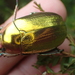 Chrysina aurigans - Photo (c) John Abrams, some rights reserved (CC BY), uploaded by John Abrams