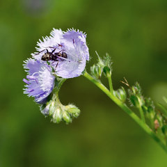 Phacelia purshii