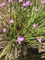 Callisia ornata