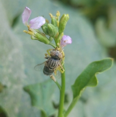 Eristalinus aeneus